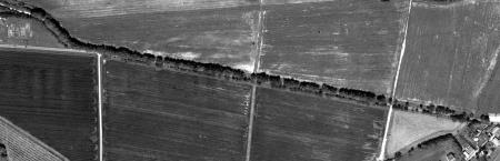 1990_Lipov drevored Pivola_M 2000_vir iObcina